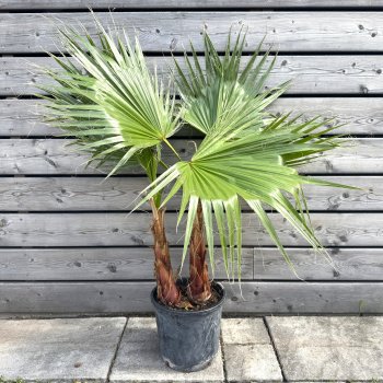Washingtonia Filifera (Palma vláknitá) kont. C7.5L, výška kmeňa: 30-40 cm, celková výška: 90-100 cm (-4°C) - DVOJIČKY
